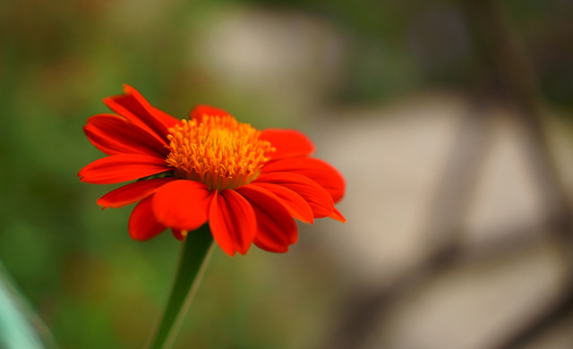 A red flower.
